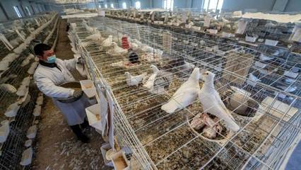 新疆尉犁:肉鴿養(yǎng)殖引領(lǐng)農(nóng)牧民致富