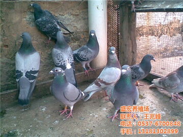 盛宏養殖場 肉鴿 鴿價格 盛宏養殖場 肉鴿 鴿型號規格