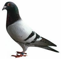 白羽王鴿河北大毛領(lǐng)鴿肉鴿養(yǎng)殖-特色農(nóng)產(chǎn)品-貿(mào)易頻道-松際農(nóng)網(wǎng)