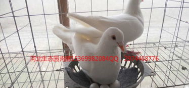 河北生態(tài)園肉鴿養(yǎng)殖基地