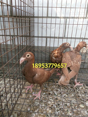哪里賣蛇頭觀賞鴿 株洲觀賞鴿 肉鴿 信鴿出售_山東錢旭觀賞鴿養殖場 - 商國互聯網