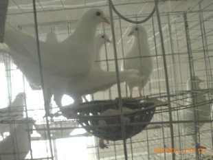 徐州經濟開發區古墩綠色生態養殖專業合作社 肉鴿產品列表 - 007商務站-全球網上貿易平臺